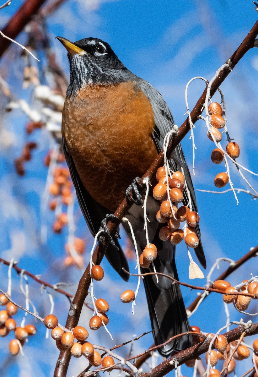 American Robin - ML295519391