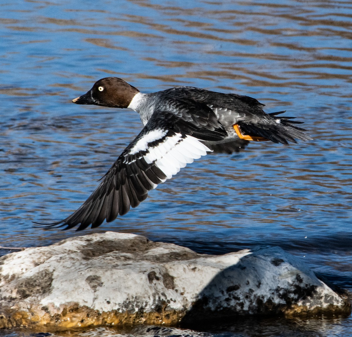 Common Goldeneye - Cameron Phillips