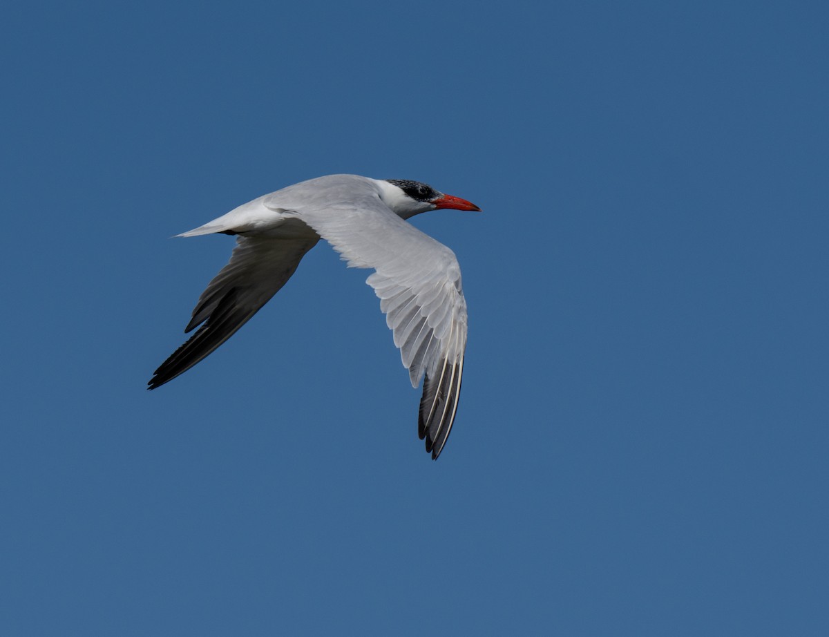 Caspian Tern - Kim&Ali Knapp