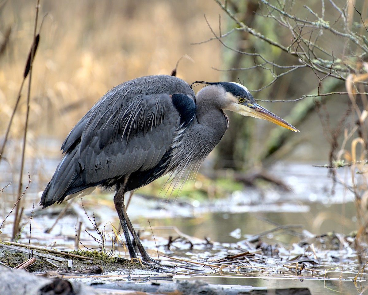 Great Blue Heron - Bartholomew Birdee