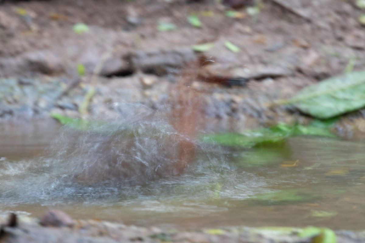 Red-legged Crake - ML295524351