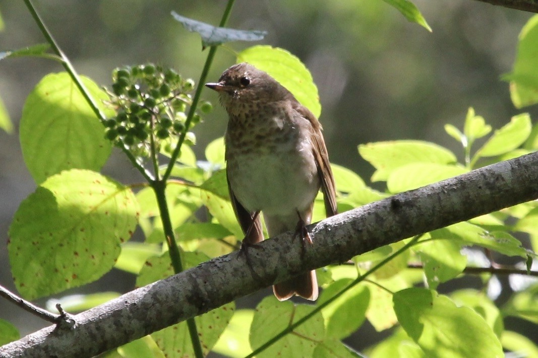 Swainson's Thrush (Russet-backed) - ML29552601