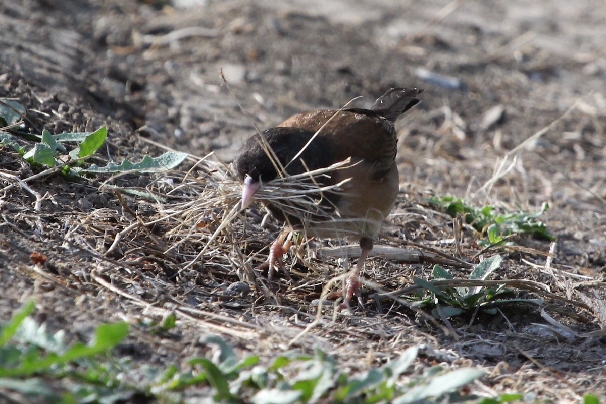 Dark-eyed Junco (Oregon) - ML29552661