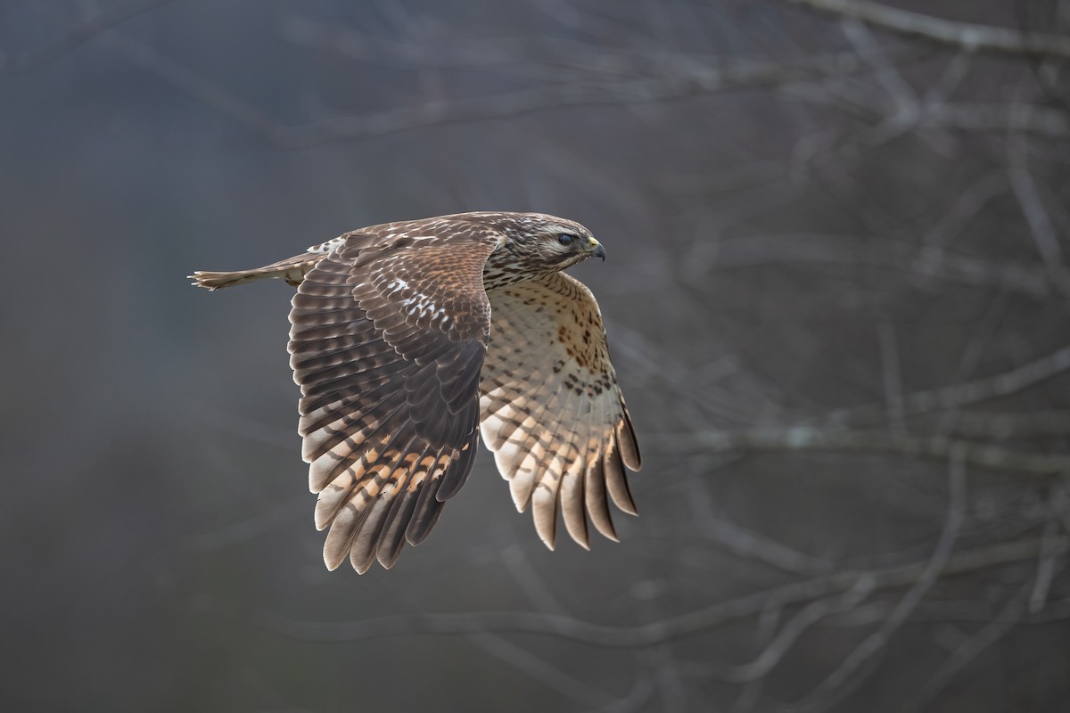 Red-shouldered Hawk - Graham Gerdeman