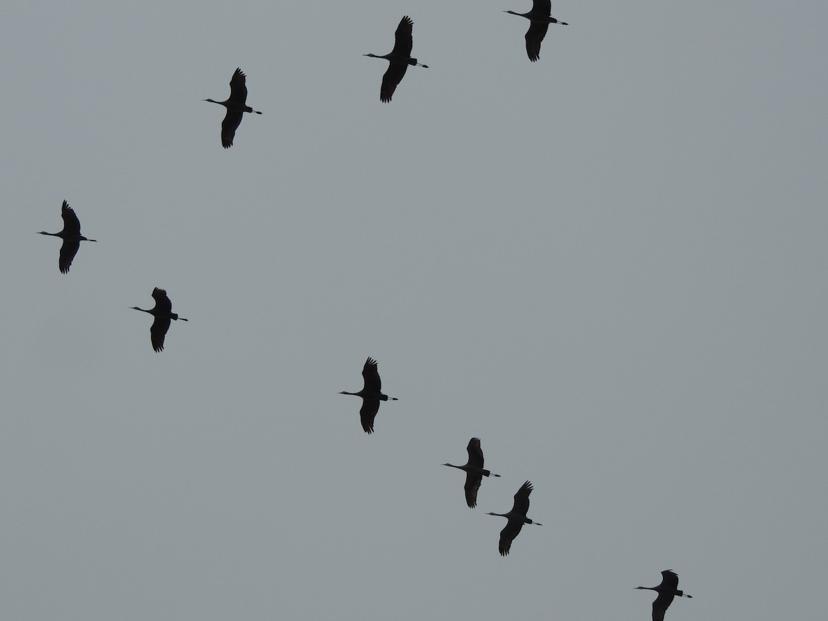 Sandhill Crane - ML295530921