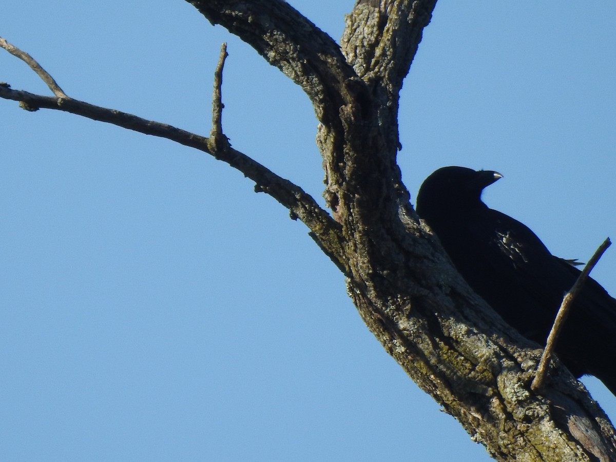American Crow - ML295531571