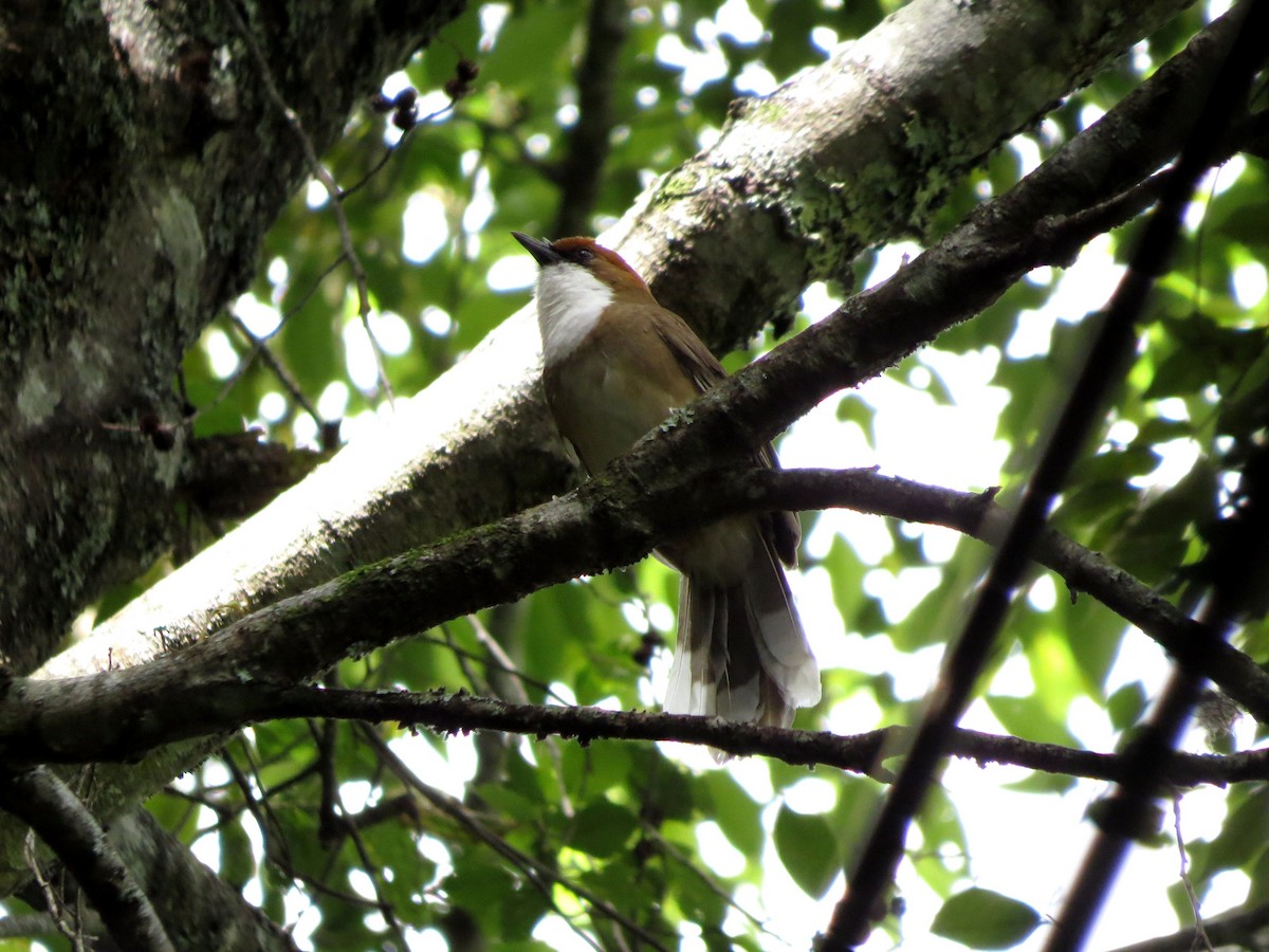 Rufous-crowned Laughingthrush - Liao Tzu-Chiang