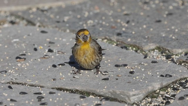 House Finch - ML295533451