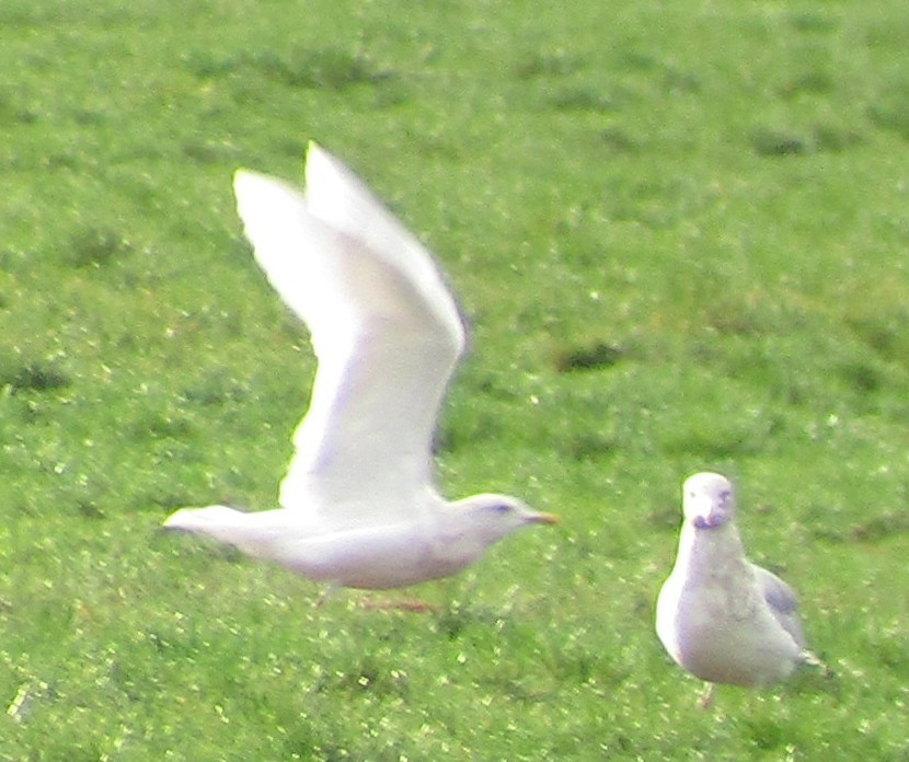 Iceland Gull (glaucoides) - ML295533761