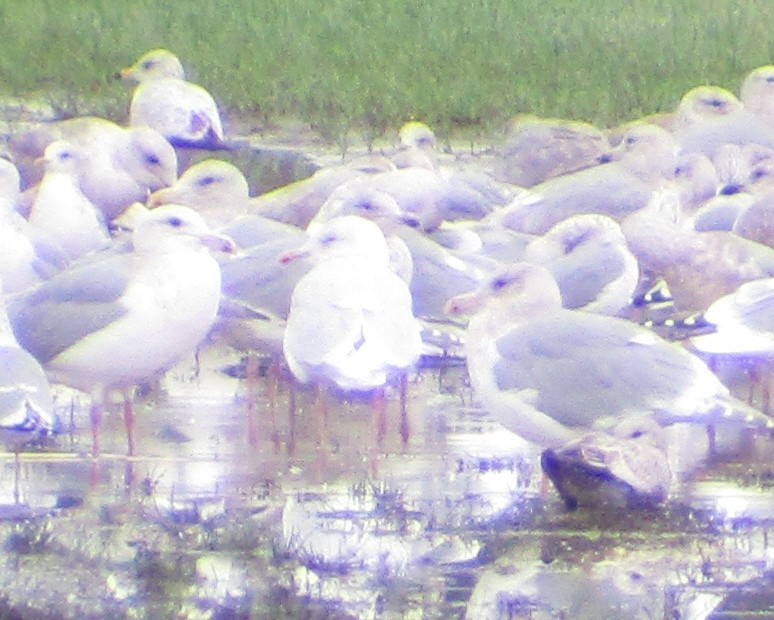 Gaviota Groenlandesa (glaucoides) - ML295533781