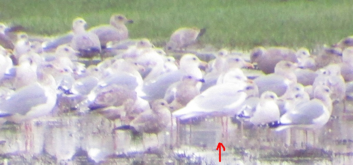 Iceland Gull (glaucoides) - ML295533801