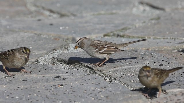 White-crowned Sparrow (Gambel's) - ML295534481