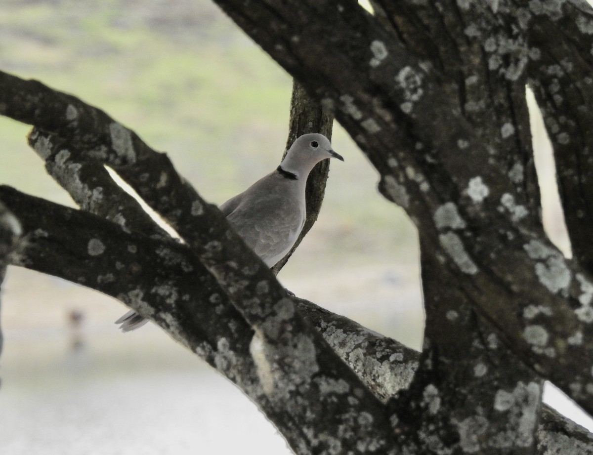 Eurasian Collared-Dove - ML295535161