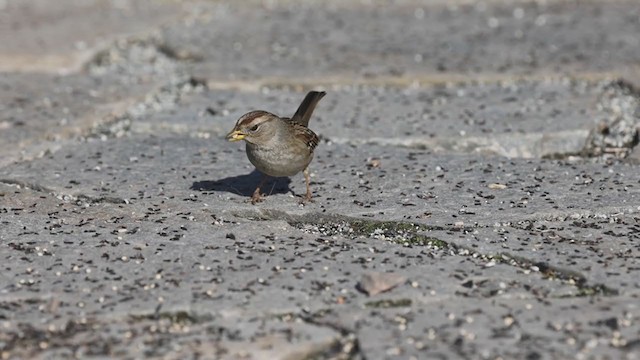 White-crowned Sparrow (pugetensis) - ML295535711