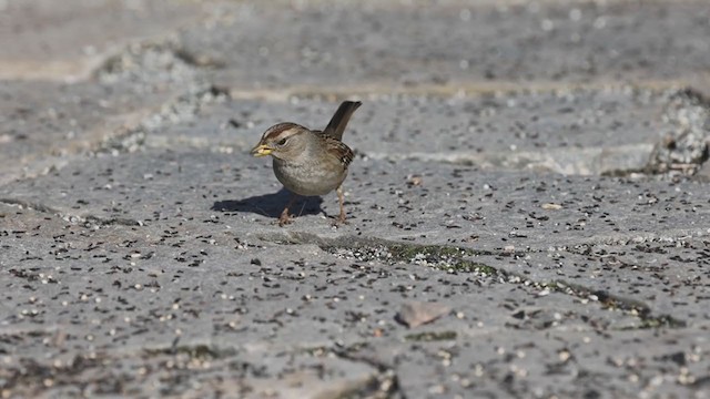 Porsuk Serçesi (pugetensis) - ML295535711