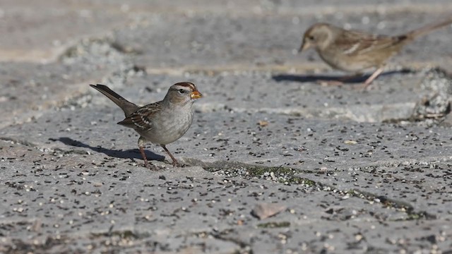 White-crowned Sparrow (Gambel's) - ML295536111
