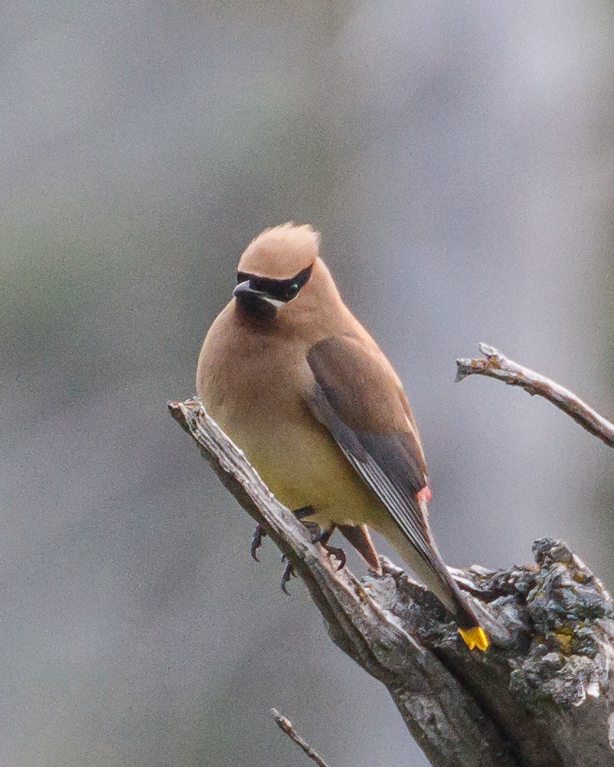 Cedar Waxwing - Neil Denton