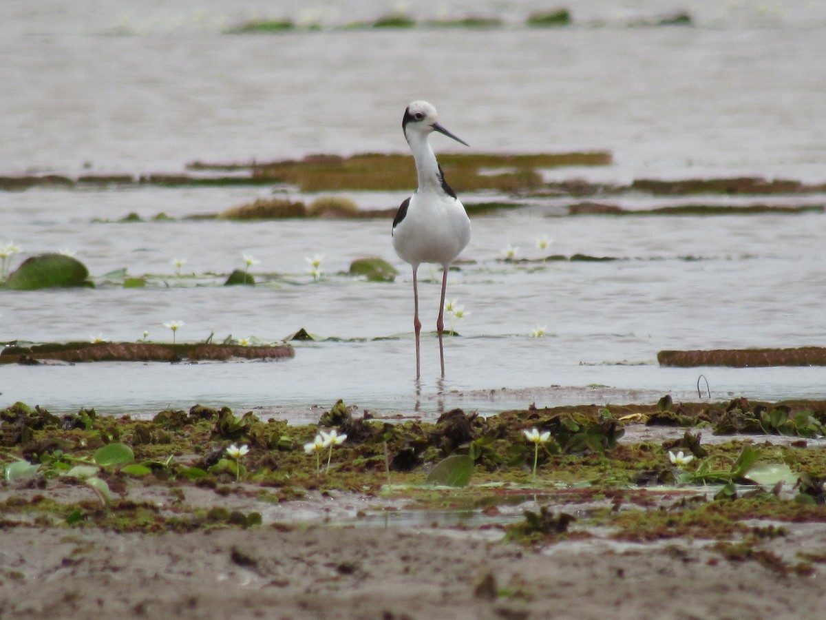 Black-necked Stilt - Matias Almeida