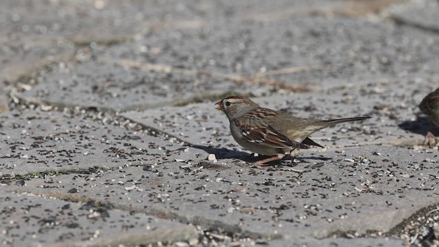 White-crowned Sparrow (Gambel's) - ML295538351