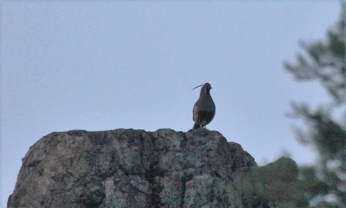 Mountain Quail - ML29554031