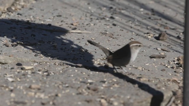 Bewick's Wren (spilurus Group) - ML295540691