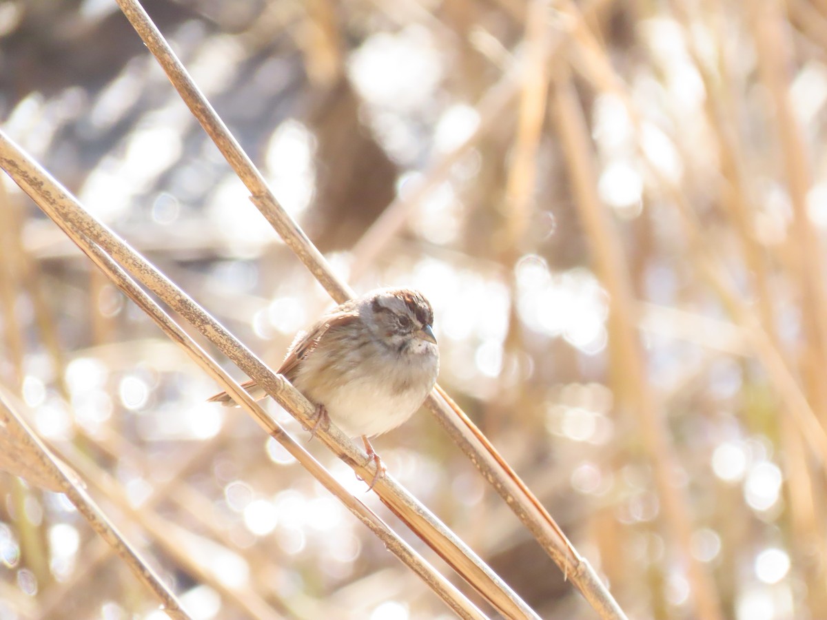 Swamp Sparrow - ML295541251