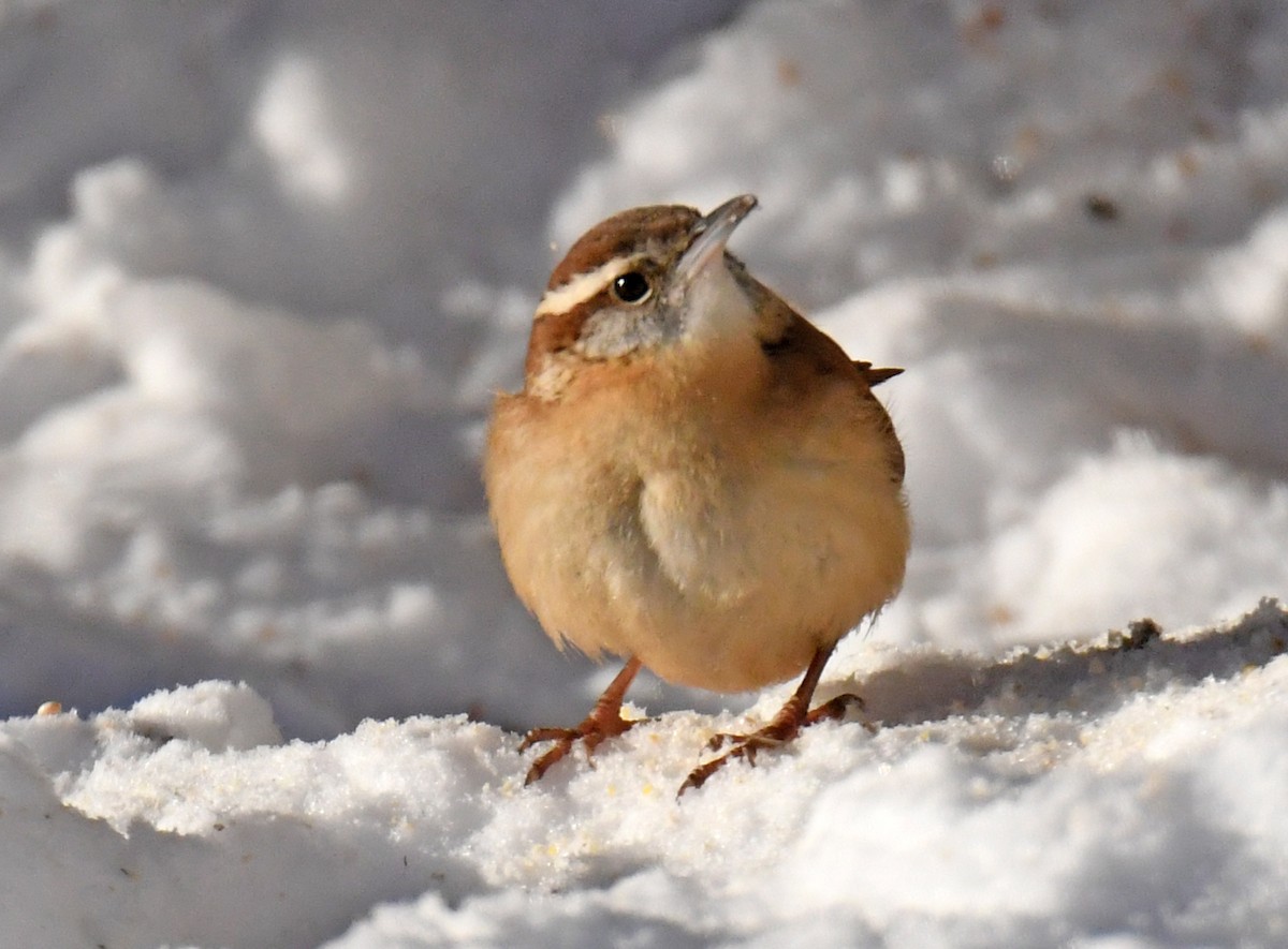 Carolina Wren - ML295541541