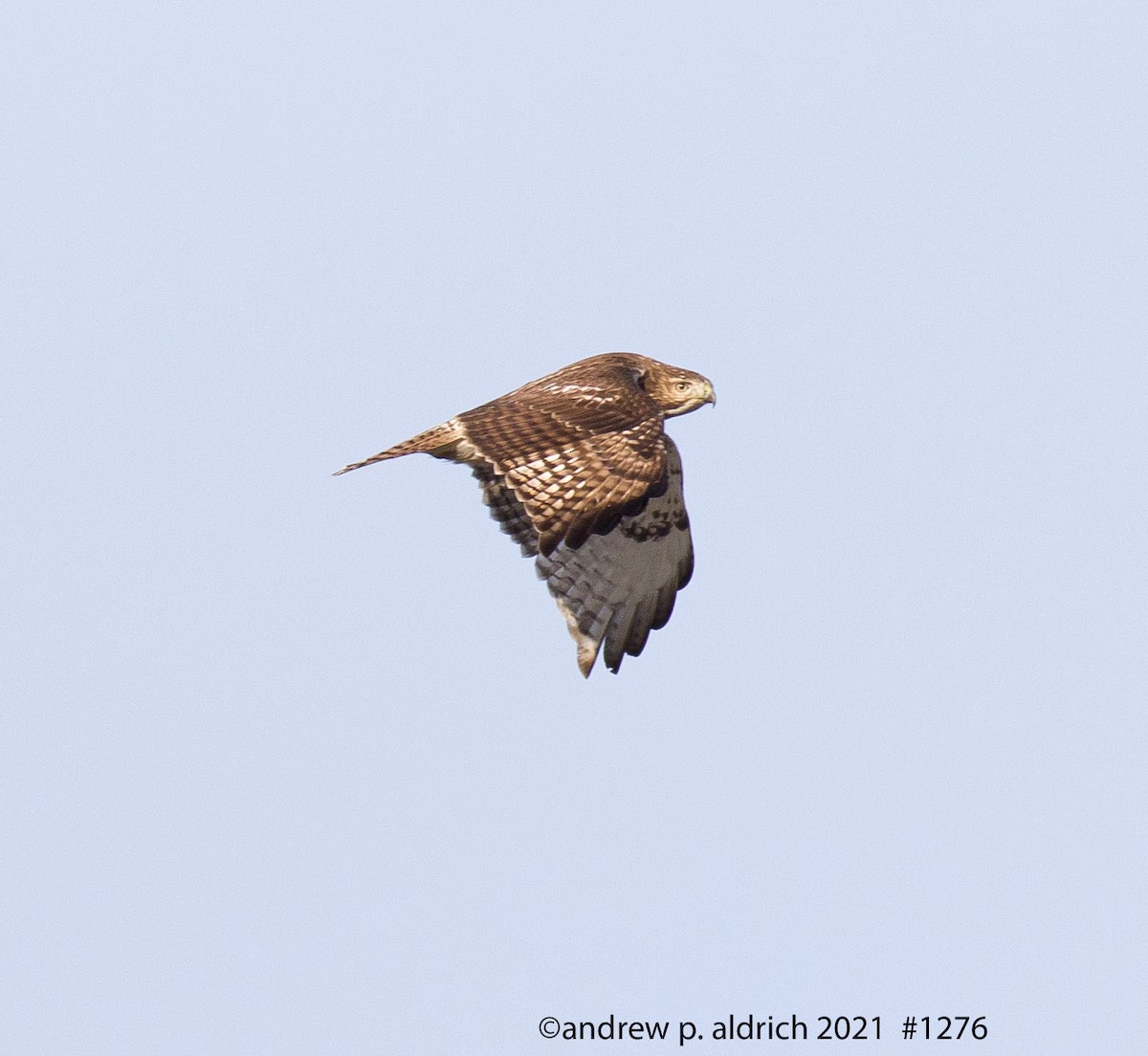 Red-tailed Hawk - ML295542041