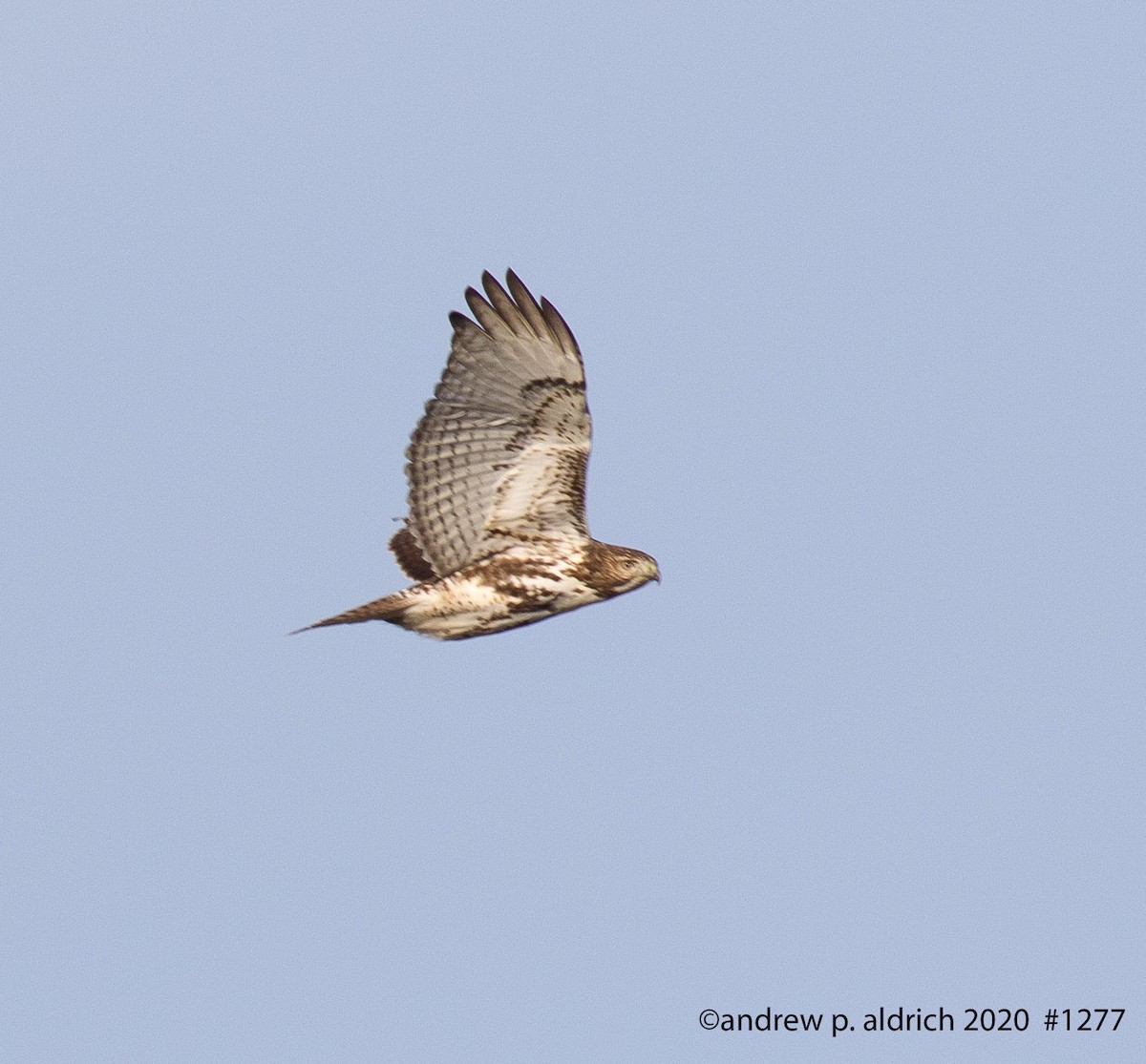 Red-tailed Hawk - ML295542091