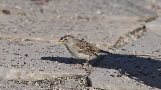 White-crowned Sparrow (pugetensis) - ML295542141