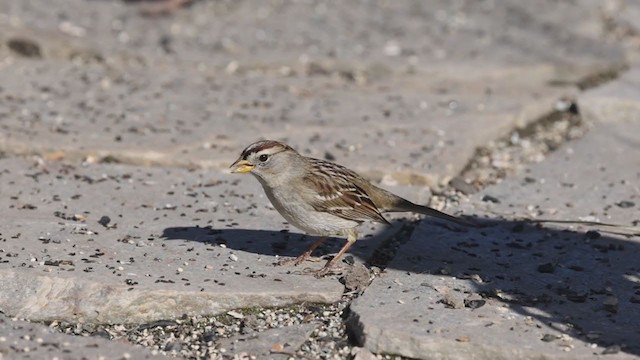 ミヤマシトド（pugetensis） - ML295542141