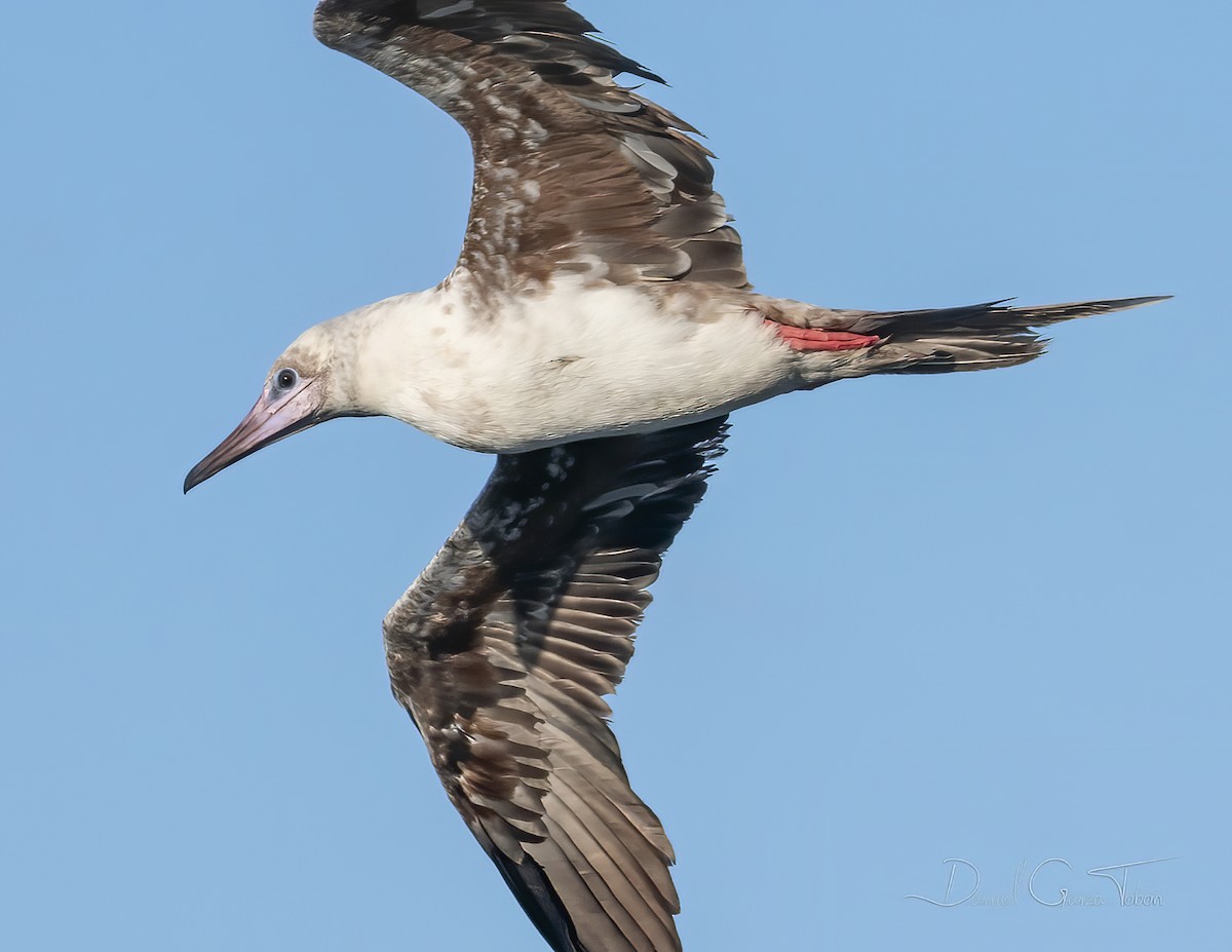 Red-footed Booby - ML295543171