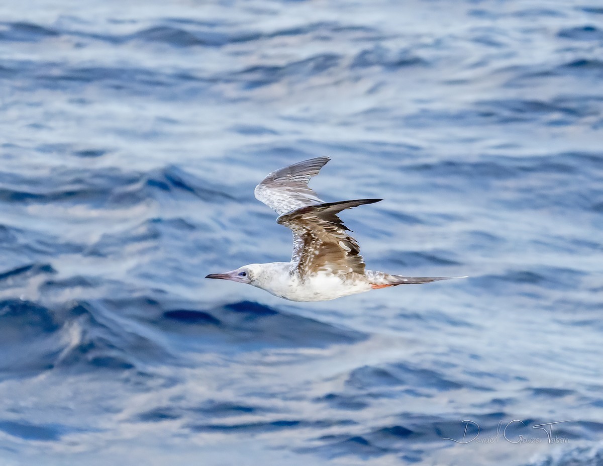 Red-footed Booby - ML295543191