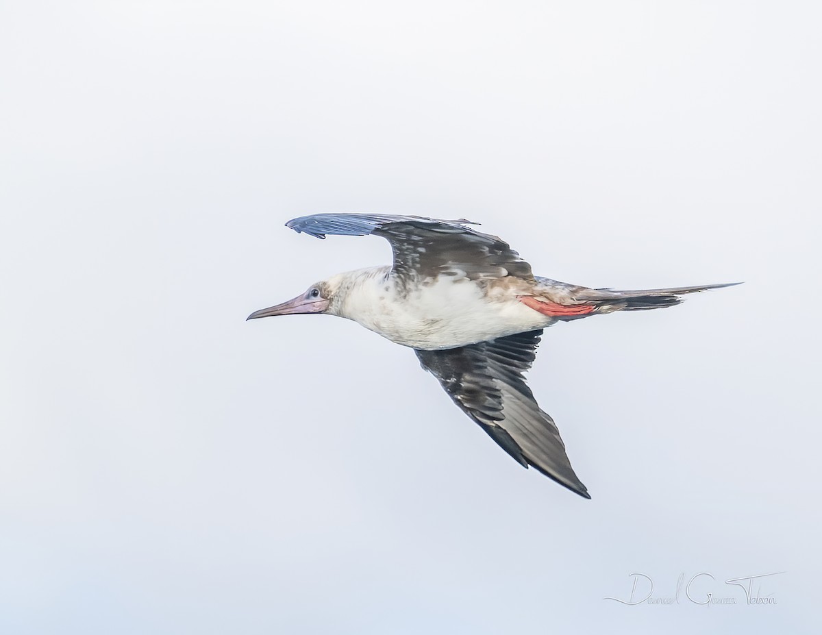 Red-footed Booby - ML295543201