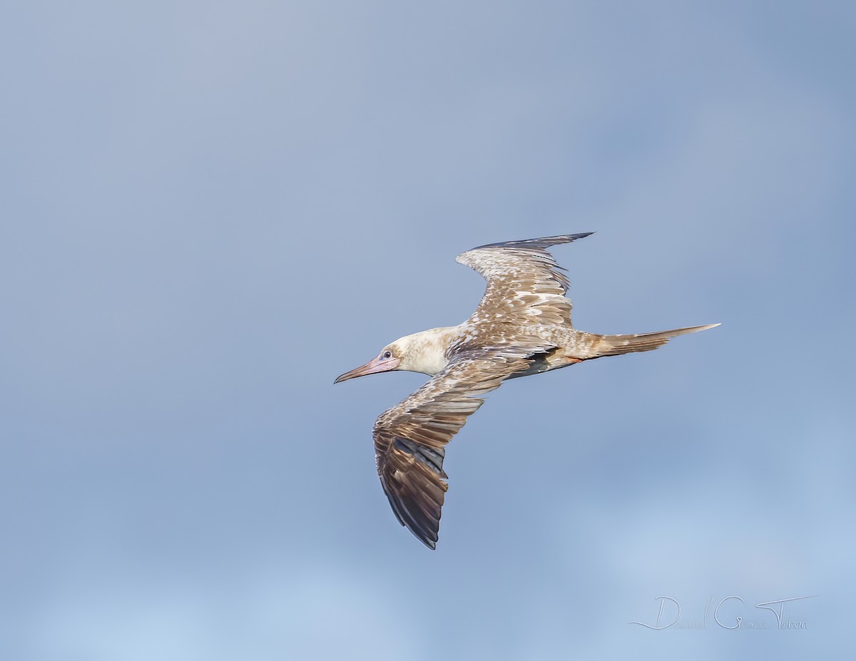 Red-footed Booby - ML295543221