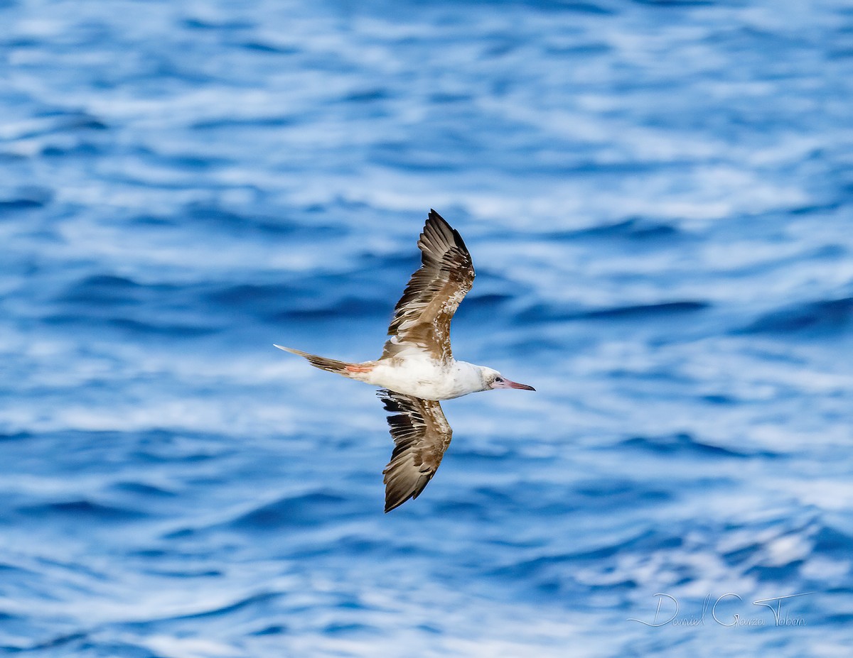 Red-footed Booby - ML295543281