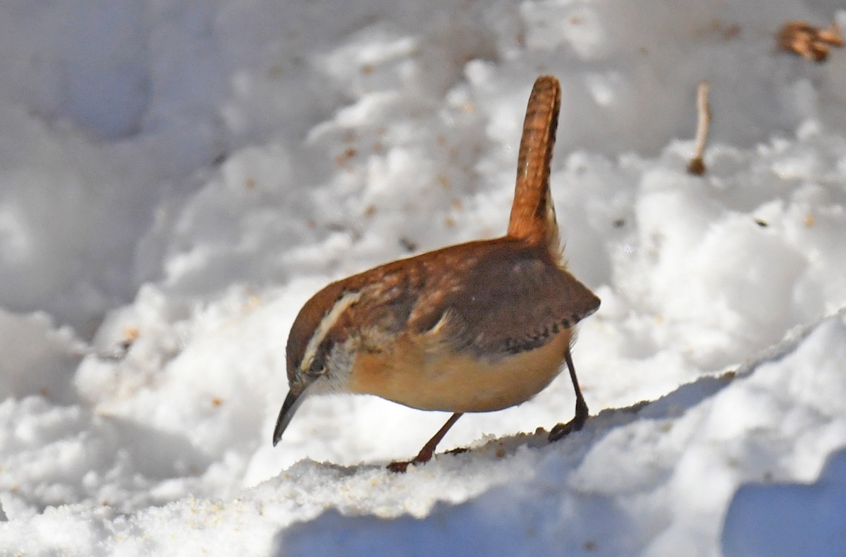 Carolina Wren - Michael Hatton