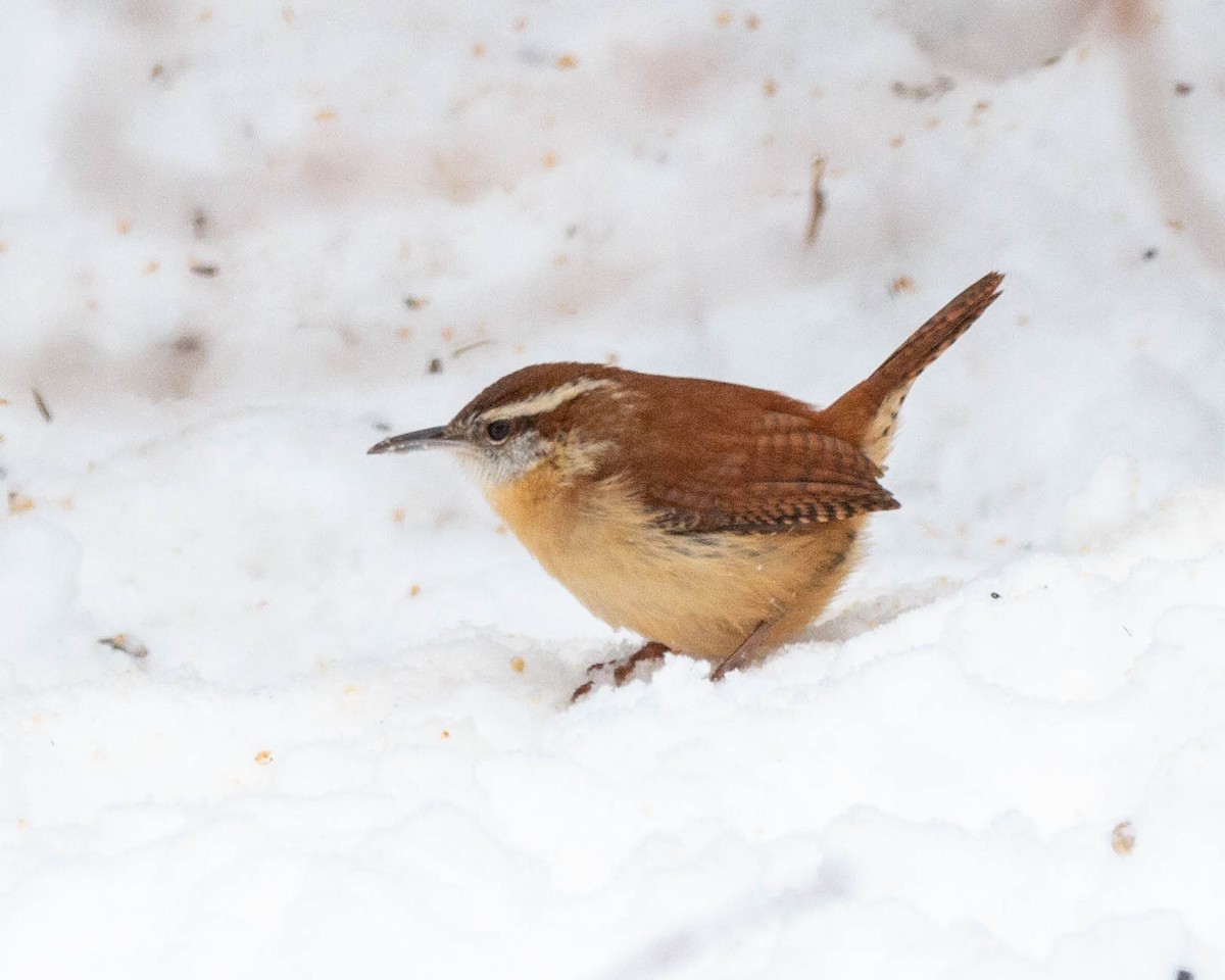 Carolina Wren - ML295543671