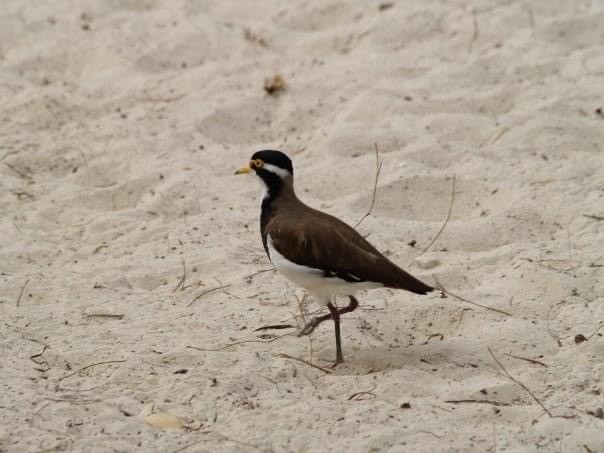 Banded Lapwing - ML295545061