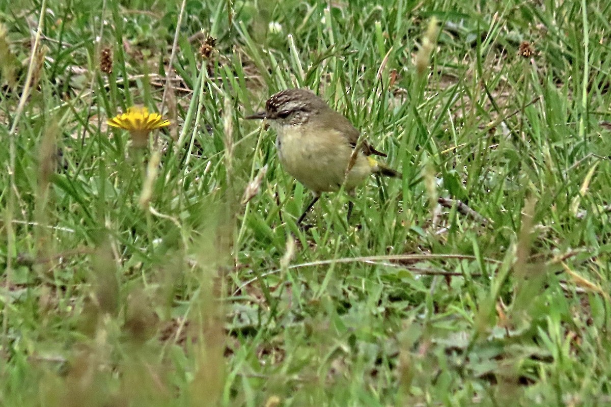 Yellow-rumped Thornbill - Bill de Belin