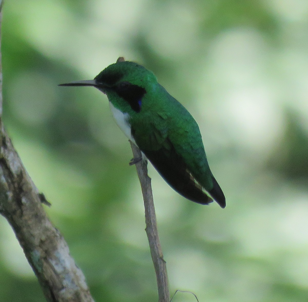 Black-eared Fairy - Sidnei Dantas