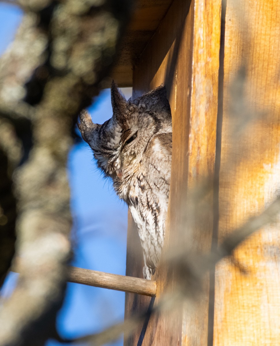 Eastern Screech-Owl - ML295548371