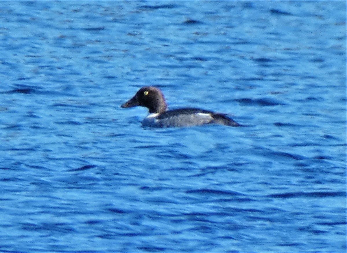 Common Goldeneye - Richard  Zielinski