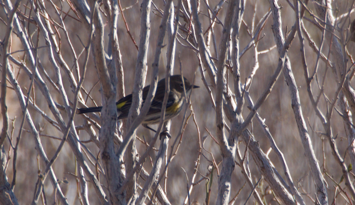 Yellow-rumped Warbler - ML295549141