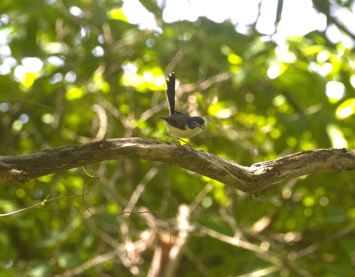 Lovely Fairywren - ML295549241