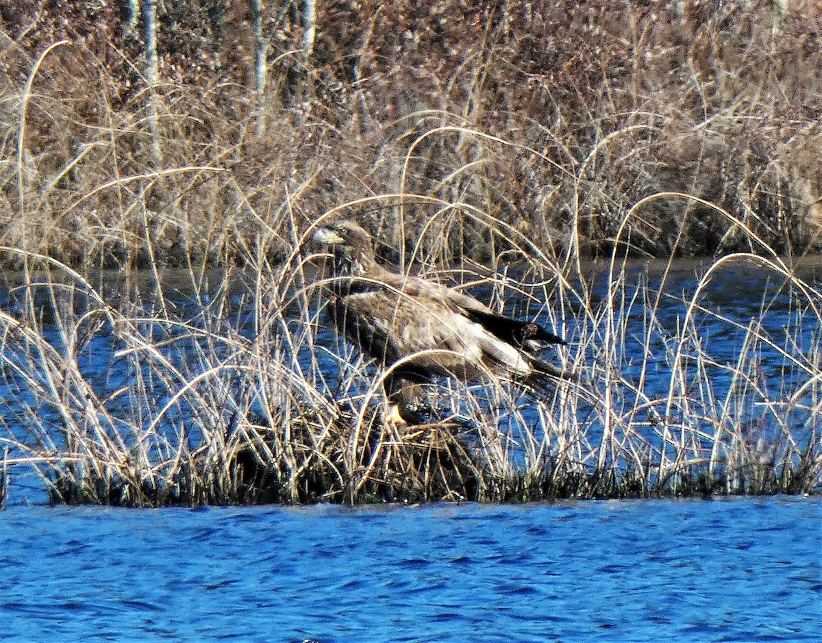 Bald Eagle - Richard  Zielinski