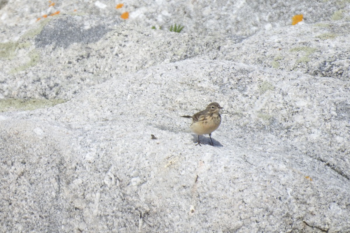 Pipit d'Amérique - ML29554961