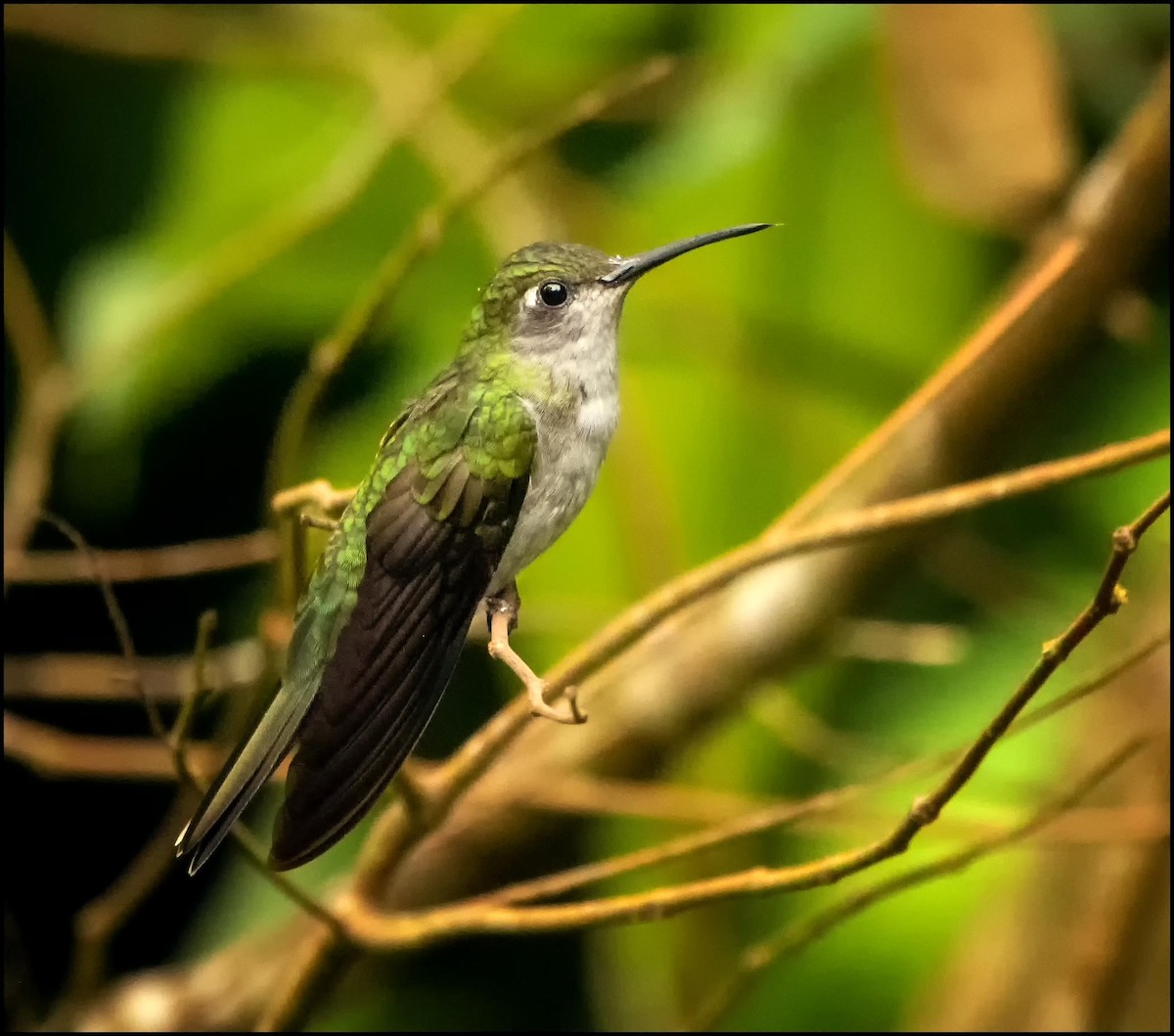 kolibřík šedoprsý - ML295552591
