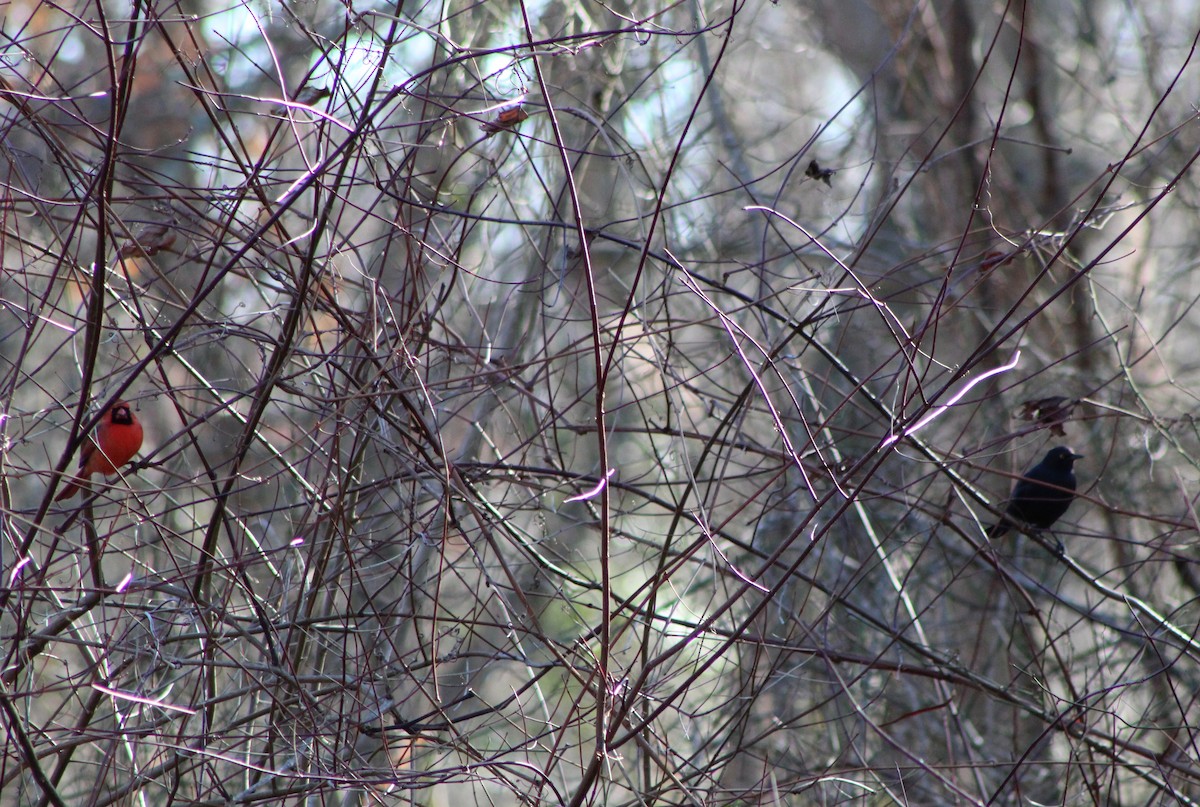 Northern Cardinal - ML295552761