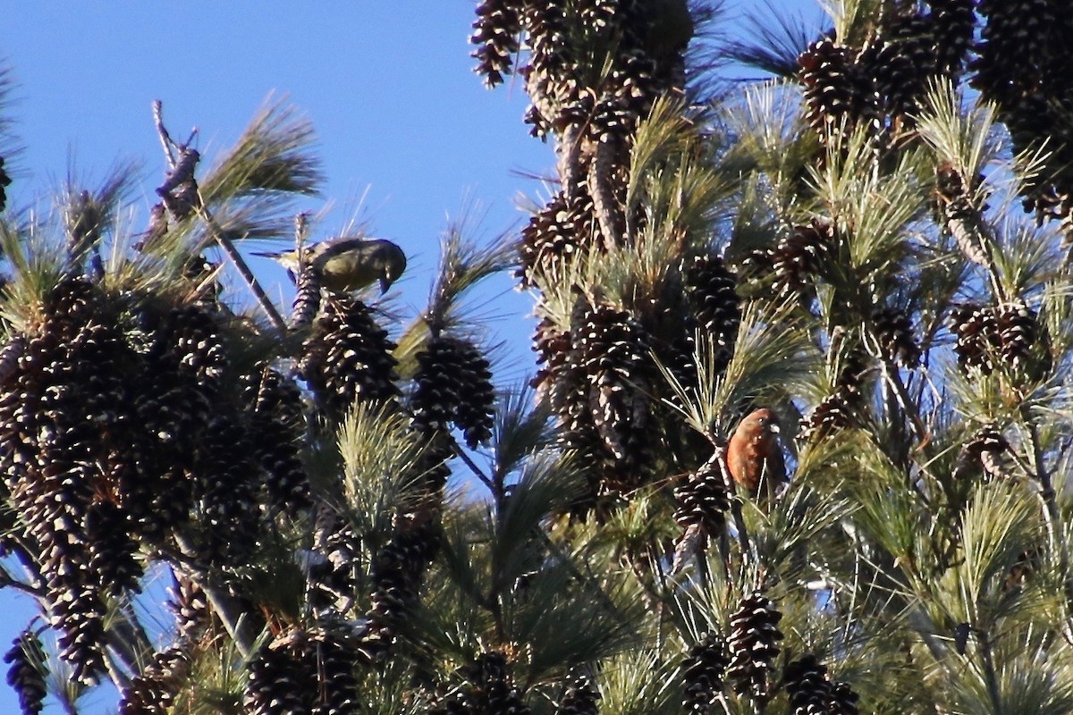 Bec-croisé des sapins - ML295553171
